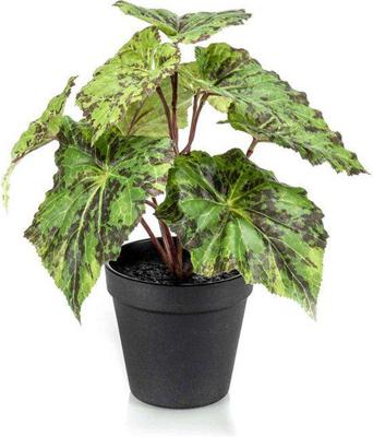 Begonia leaves bush 25 cm in black pot Emerald - Emerald Begonia leaves bush 25 cm in black pot Emerald - Emerald