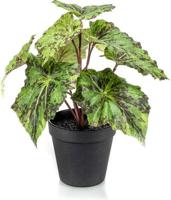 Begonia leaves bush 25 cm in black pot Emerald - Emerald - thumbnail