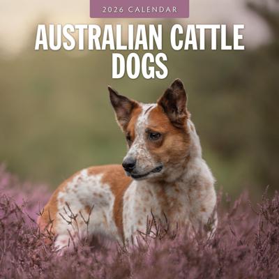 Australian Cattle Dog Kalender 2026