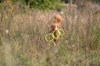 Trixie aquatoy touw trekspeeltje ringen polyester geel / groen - thumbnail