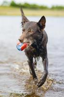 Beeztees splashbal blauw/rood hondenspeelgoed - thumbnail