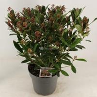 Skimmia (Skimmia Japonica “Rubella”) heester - 40-50 cm (C7) - 7 stuks - thumbnail