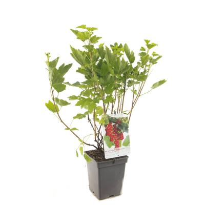 Bessenstruik Ribes rubrum Rovada - Rode bes 18cm Bessenstruik Ribes rubrum Rovada - Rode bes 18cm