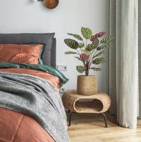 Red Calathea Makoyana FR Kunstplant 60cm - thumbnail
