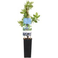 Blauwe honingbes C2 (lonicera caerulea "Kamtschatica") fruitplanten - thumbnail