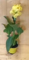 Canna geel kuipplant Warentuin Natuurlijk - Warentuin natuurlijk - thumbnail