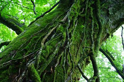 Sony FE 55mm F/1.8 ZEISS Sonnar T* Sony FE 55mm F/1.8 ZEISS Sonnar T*