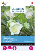 Zaden Flowering Climbers Cobaea Alba Wit Buzzy - Buzzy - thumbnail