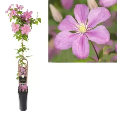 Roze bosrank (Clematis "Comtesse de Bouchaud") klimplant