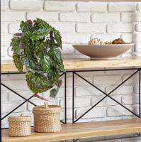 Begonia Rex Kunst hanger groen rood 40cm - thumbnail