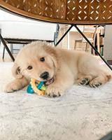 Nylabone puppy chew bijtringen - thumbnail