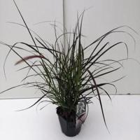 Lampenpoetsersgras (Pennisetum advena "Rubrum") siergras - In 2 liter pot - 1 stuks - thumbnail