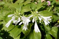 Hartlelie - thumbnail