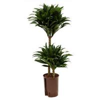 Dracaena compacta S hydrocultuur plant - thumbnail