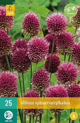 Bloembollen Allium Sphaerocephalon 25st