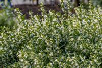 Sarcococca - thumbnail