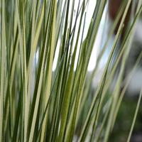 Rietgras kunstplant deluxe 85cm - groen/crème - thumbnail