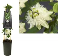 Passiebloem Passiflora Snow Queen PBR 75 cm klimplant - thumbnail