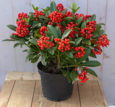 Skimmia mix 50 cm Warentuin Natuurlijk - Warentuin natuurlijk
