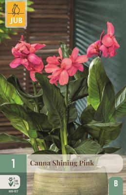 Canna shining pink