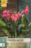 Canna shining pink - thumbnail