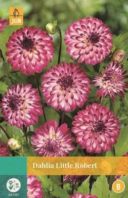 Dahlia Little Robert paars/roze 1 bloembol Dahlia JUB - Jub Dahlia Little Robert paars/roze 1 bloembol Dahlia JUB - Jub