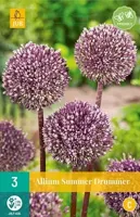 Allium summer drummer 3 bollen - thumbnail