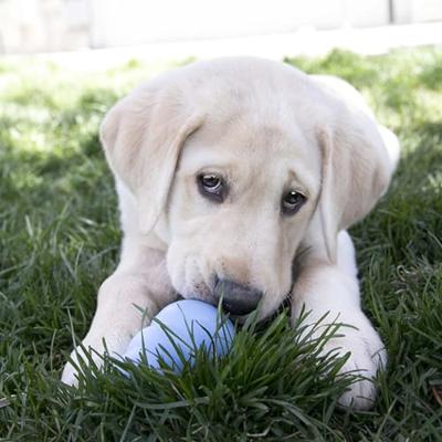 KONG PUPPY ROZE OF BLAUW ASSORTI LARGE 10X7X7 CM KONG PUPPY ROZE OF BLAUW ASSORTI LARGE 10X7X7 CM