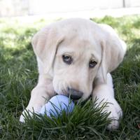 KONG PUPPY ROZE OF BLAUW ASSORTI LARGE 10X7X7 CM - thumbnail