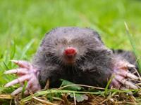 BSi Mollen weg 50 geurzakjes - thumbnail