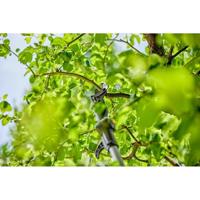 GARDENA HighCut 250/ Read 14774-20 Takkenschaar - thumbnail