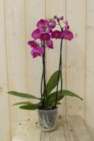 Vlinderorchidee Twee Takken roze 60 cm Phalaenopsis Warentuin Natuurlijk - Warentuin natuurlijk - thumbnail