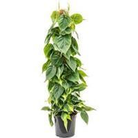 Philodendron scandens brasil mosstok 100 kamerplant - thumbnail