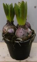 3 stuks! Bolletjes Hyacint roze in potje Voorjaarsbollen Warentuin Natuurlijk - Warentuin natuurlijk - thumbnail