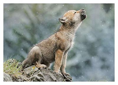 Clementoni legpuzzel Wildlife 4 puzzels 20/60/100/180 stukjes Clementoni legpuzzel Wildlife 4 puzzels 20/60/100/180 stukjes