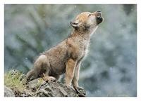 Clementoni legpuzzel Wildlife 4 puzzels 20/60/100/180 stukjes - thumbnail