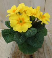 5 stuks! Perk Plant Warentuin Primula Geel Sleutelbloem Warentuin Natuurlijk - Warentuin natuurlijk - thumbnail