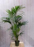 Kentiapalm Howea Forsteriana kamerplant potmaat 22 cm H110-130 cm Warentuin Natuurlijk - Warentuin natuurlijk - thumbnail