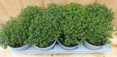 Kruiden Tijm 8 potjes in tray donker groen Warentuin Natuurlijk - Warentuin natuurlijk