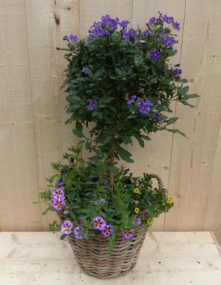Rieten plantenbak Solanum Nachtschade met zomerbloeiers mix h70 cm Warentuin Natuurlijk - Warentuin natuurlijk