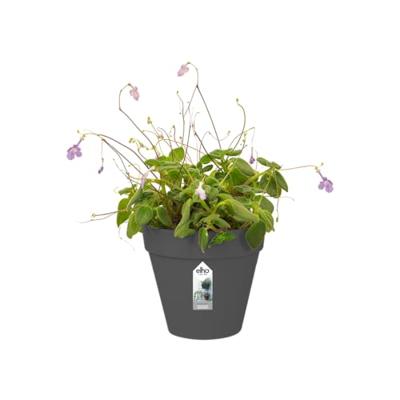 Elho loft urban wall single wandbak 15 cm antraciet - thumbnail