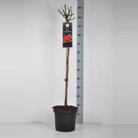 Trosroos op stam (rosa "Red Wanderer") - Stam 90 cm - 1 stuks - thumbnail