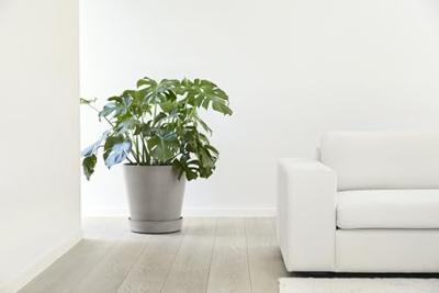 Ecopots Plantenschotel met Wielen Taupe Ø41,6cm Ecopots Plantenschotel met Wielen Taupe Ø41,6cm