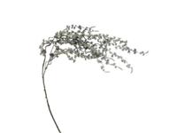 Kunst podocarpus tak groen/wit, 120 cm Buitengewoon de Boet - Buitengewoon de boet - thumbnail