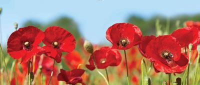 Klaproosjes 130x50cm Tuinschilderij Customize-it - Customize it