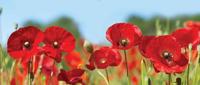 Klaproosjes 130x50cm Tuinschilderij Customize-it - Customize it - thumbnail