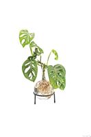 Flora Stekjesvaas - thumbnail