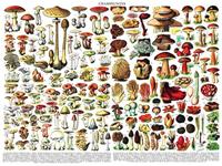 New York Puzzle Company Paddenstoelen ~ Champignons - 1000 stukjes - thumbnail