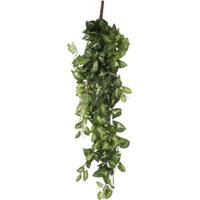 Mica Decorations Fittonia Kunst Hangplant in Pot - H80 cm - Groen - thumbnail