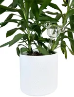 Plant Reservoir Mickey ears glass Disney - Disney - thumbnail